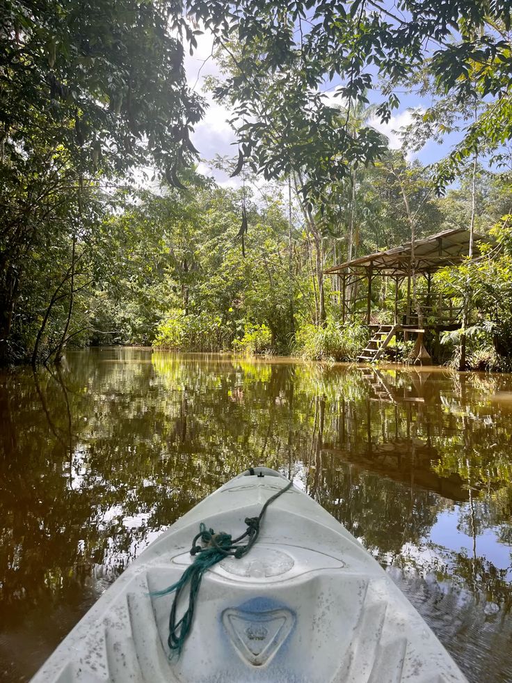 Forêt amazonienne Guyane
